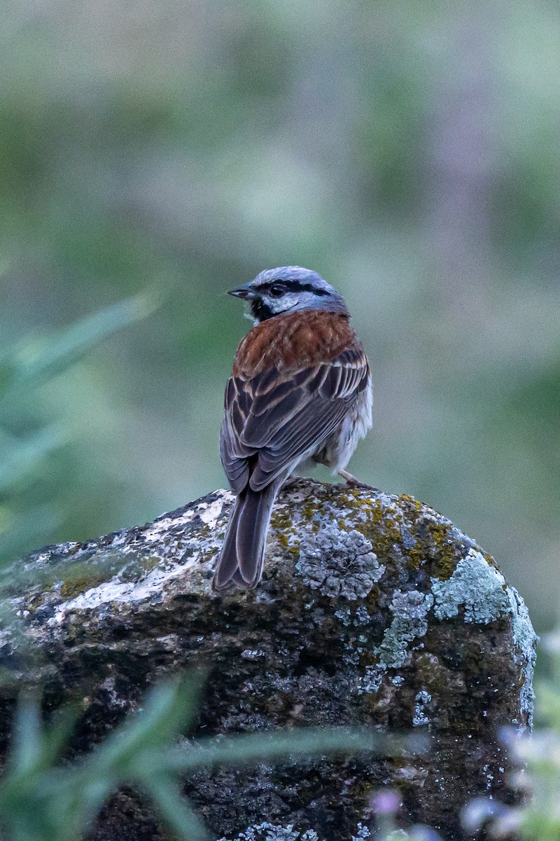 White-capped Bunting - ML646789663