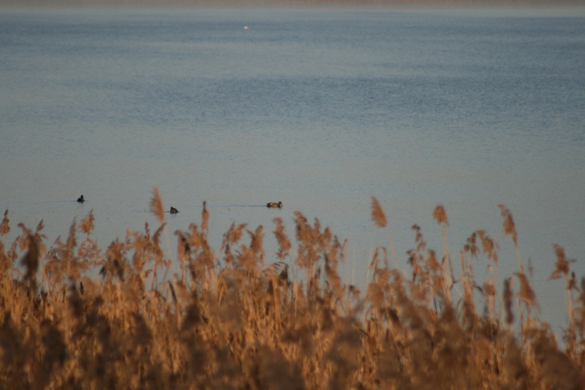 赤膀鴨 - ML646789664