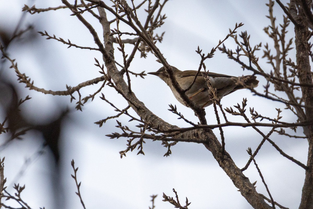 Pale Thrush - ML646789665