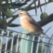 European Stonechat - ML646789666