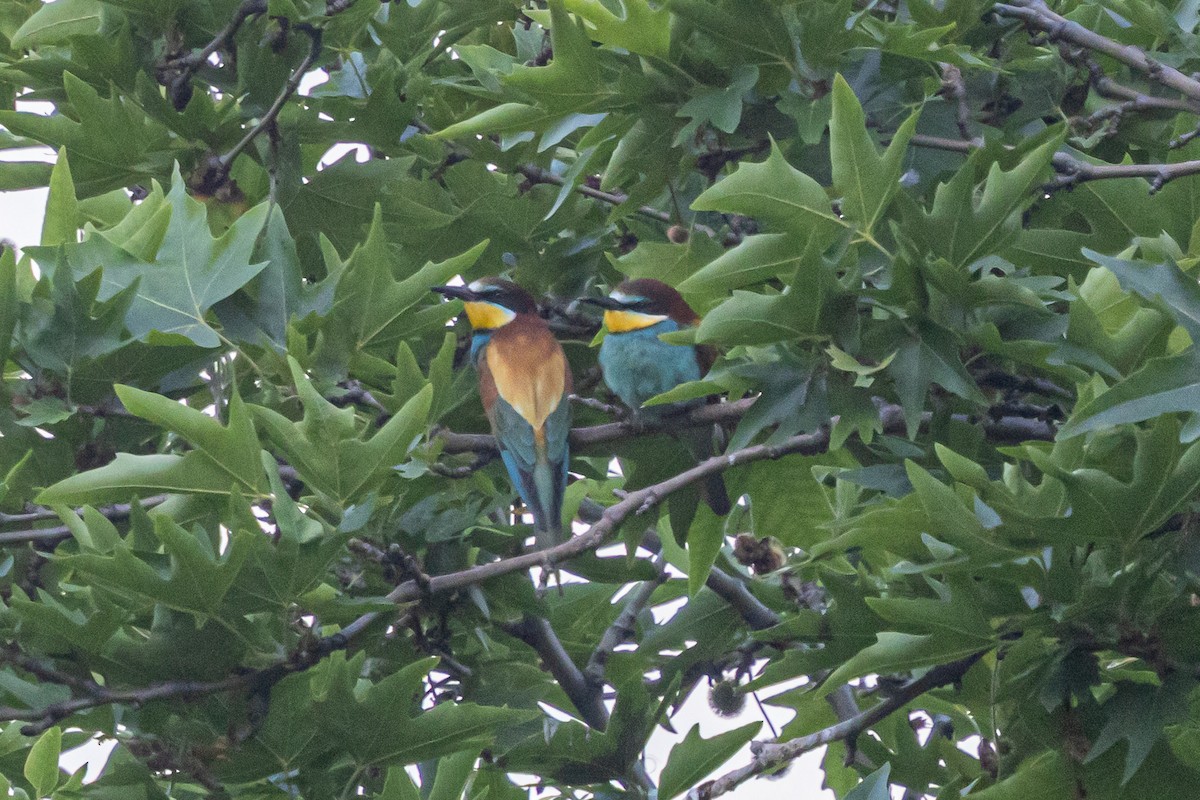 European Bee-eater - ML646789667