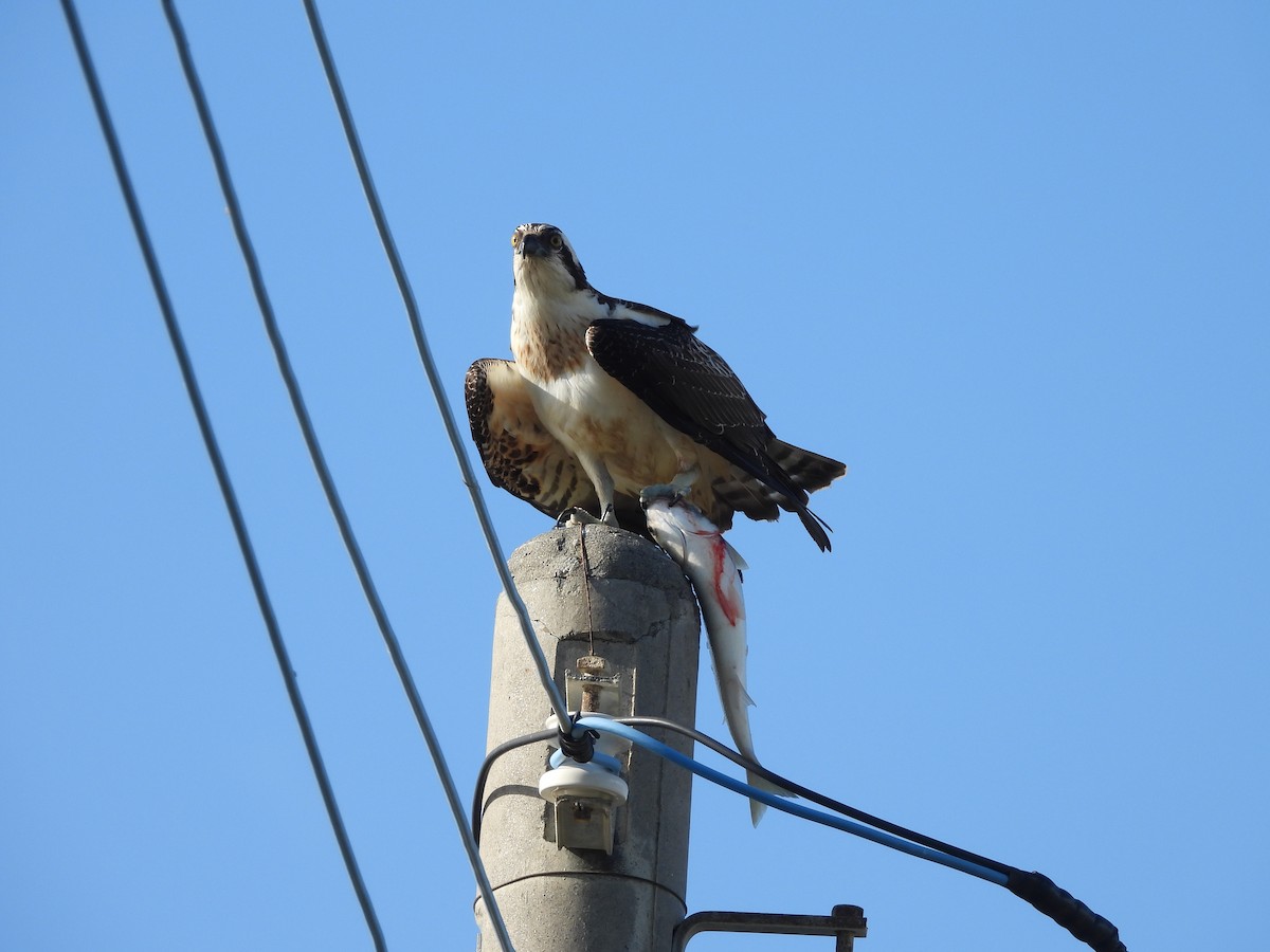 Balık Kartalı - ML646789668