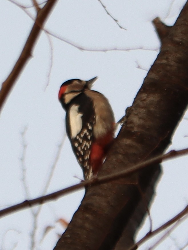 Great Spotted Woodpecker - ML646789669
