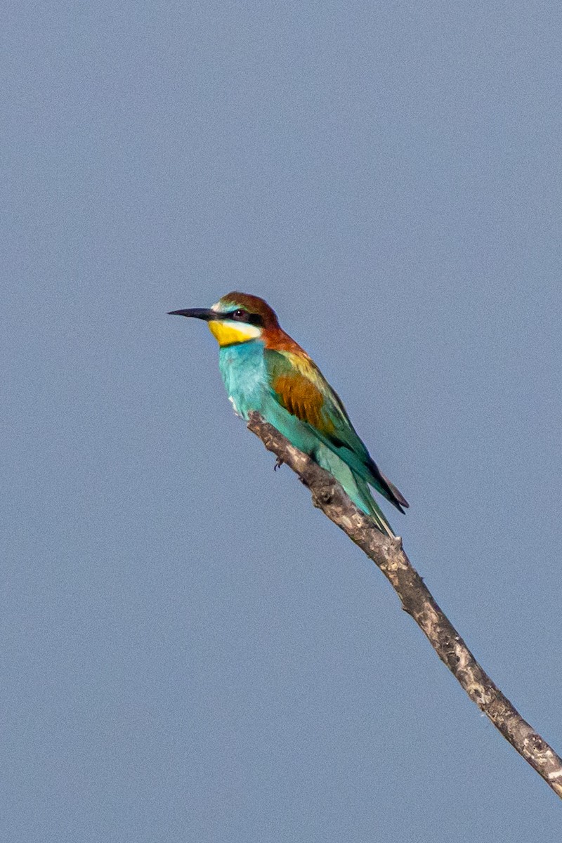 European Bee-eater - ML646789670