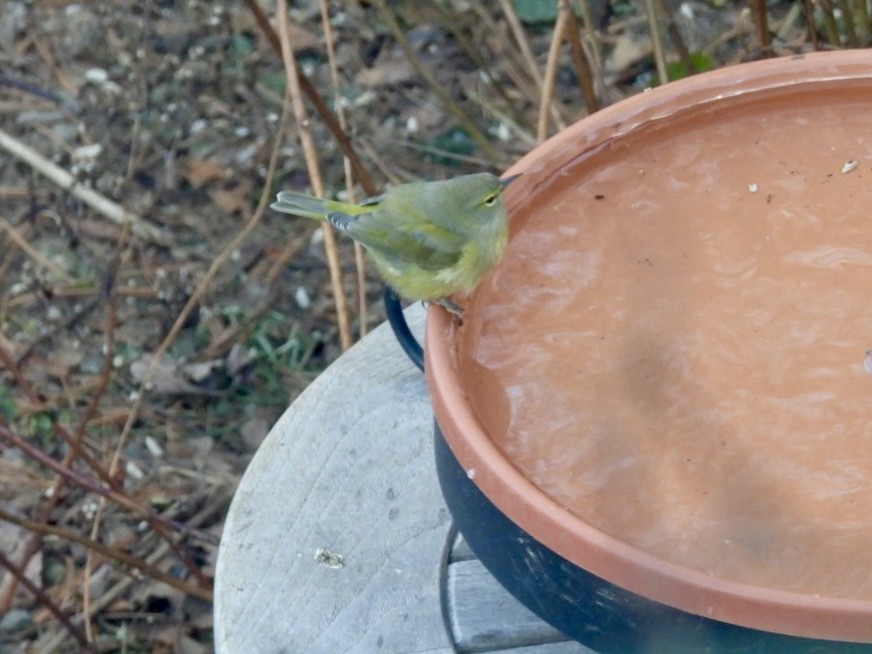 Orange-crowned Warbler - ML646789671