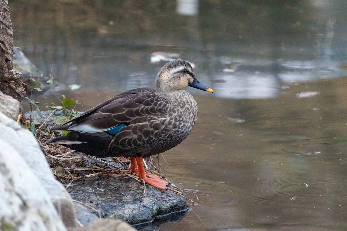 Eastern Spot-billed Duck - ML646789673