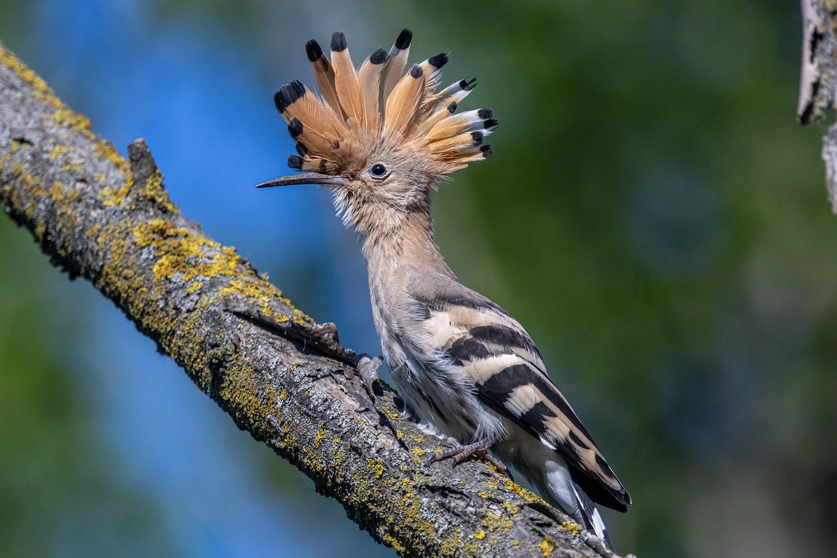 Common Hoopoe - ML646789676