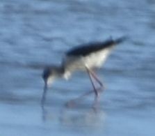 Black-winged Stilt - ML646789678