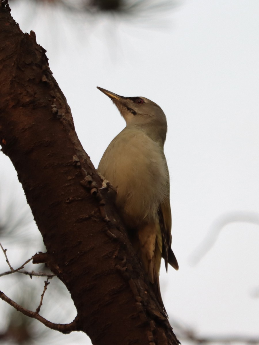 Gray-headed Woodpecker - ML646789679
