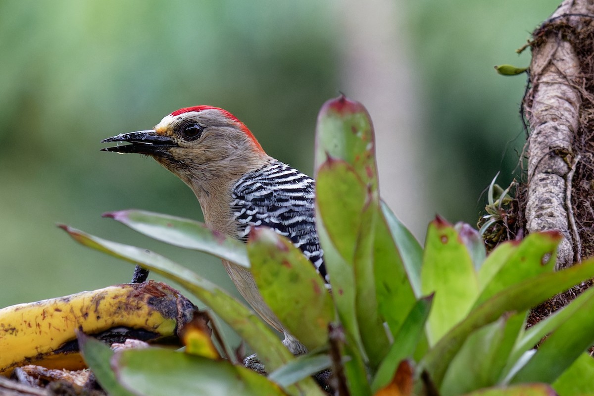 Red-crowned Woodpecker - ML646789680