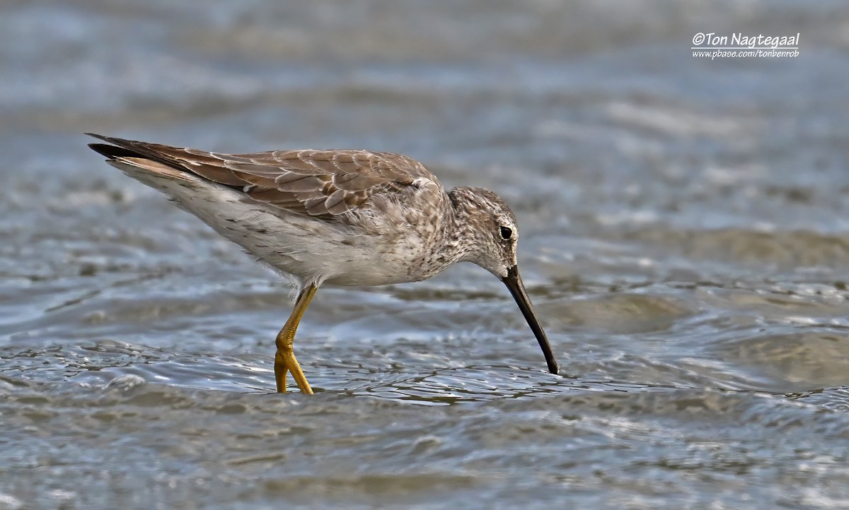 Stilt Sandpiper - ML646789681