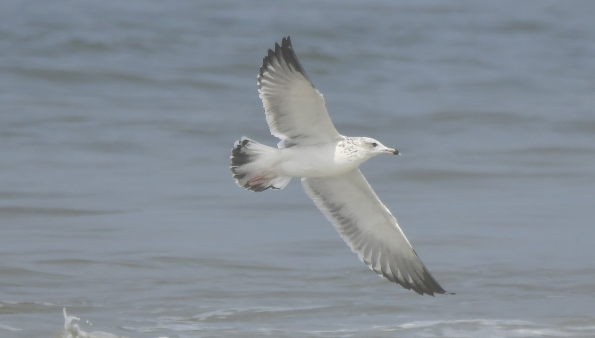 שחף שחור - ML646789683