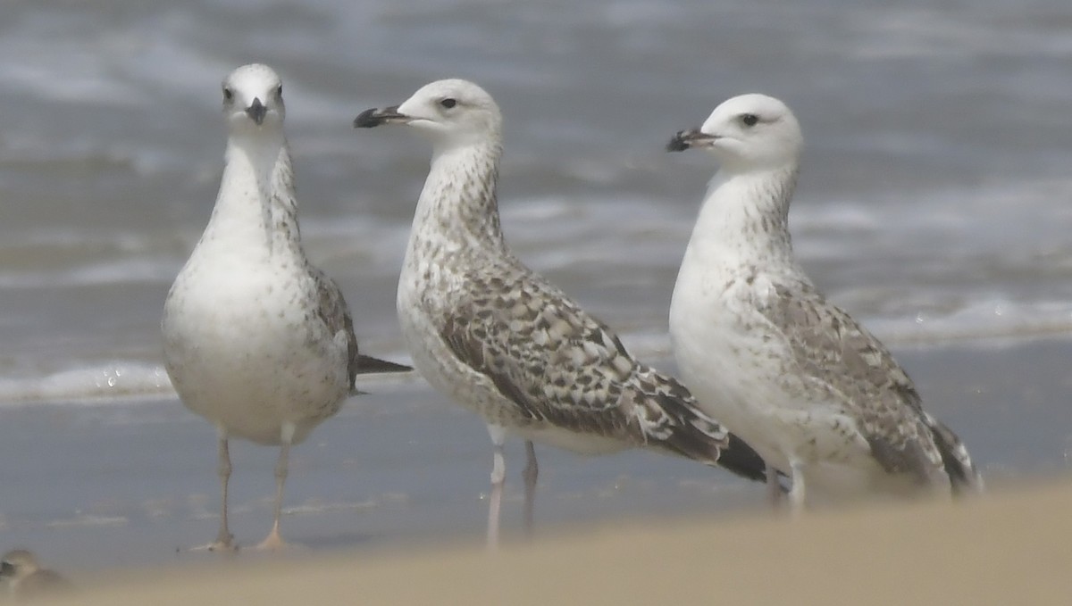 שחף שחור - ML646789684