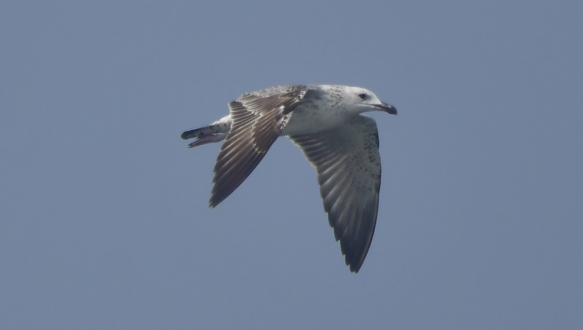 שחף שחור - ML646789686