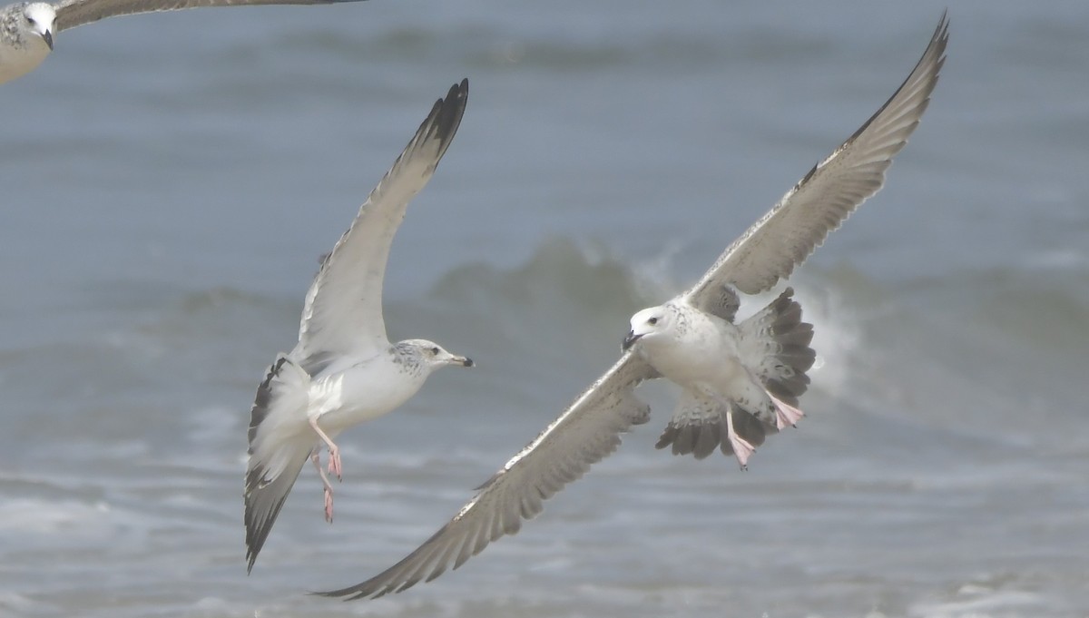 שחף שחור - ML646789687