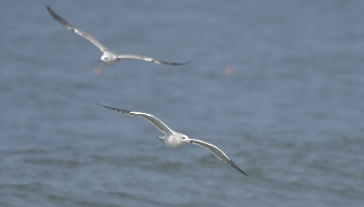 Kaio iluna - ML646789688