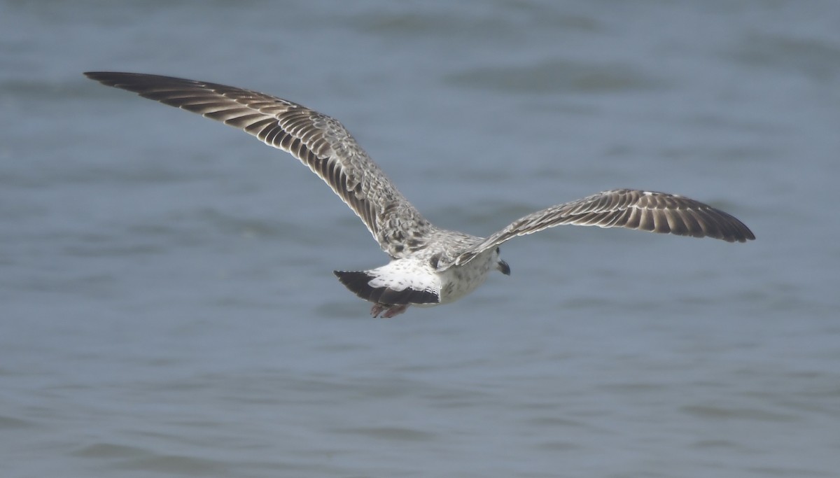 Kaio iluna - ML646789689