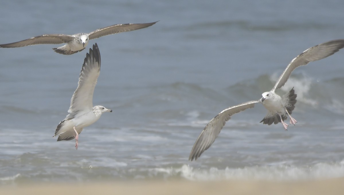 Kaio iluna - ML646789690