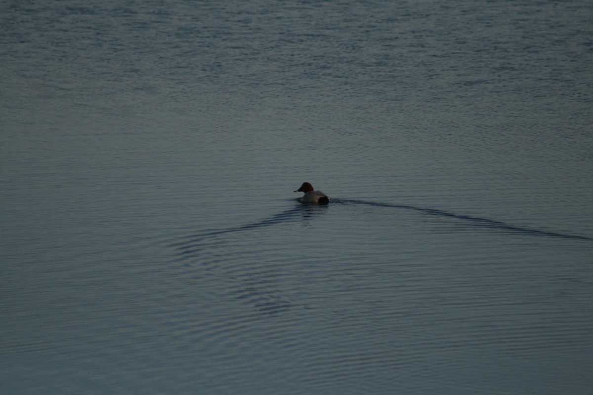 紅頭潛鴨 - ML646789691