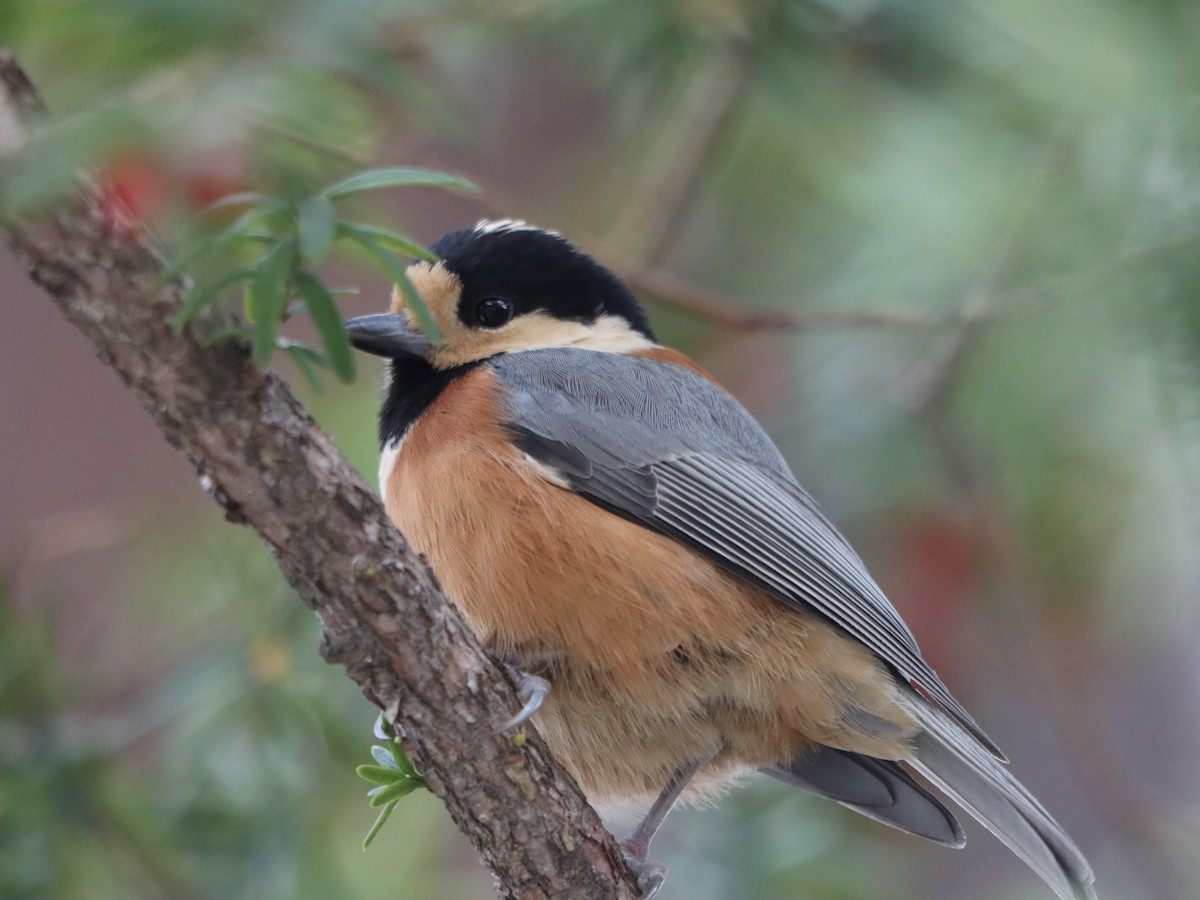 Varied Tit - ML646789692