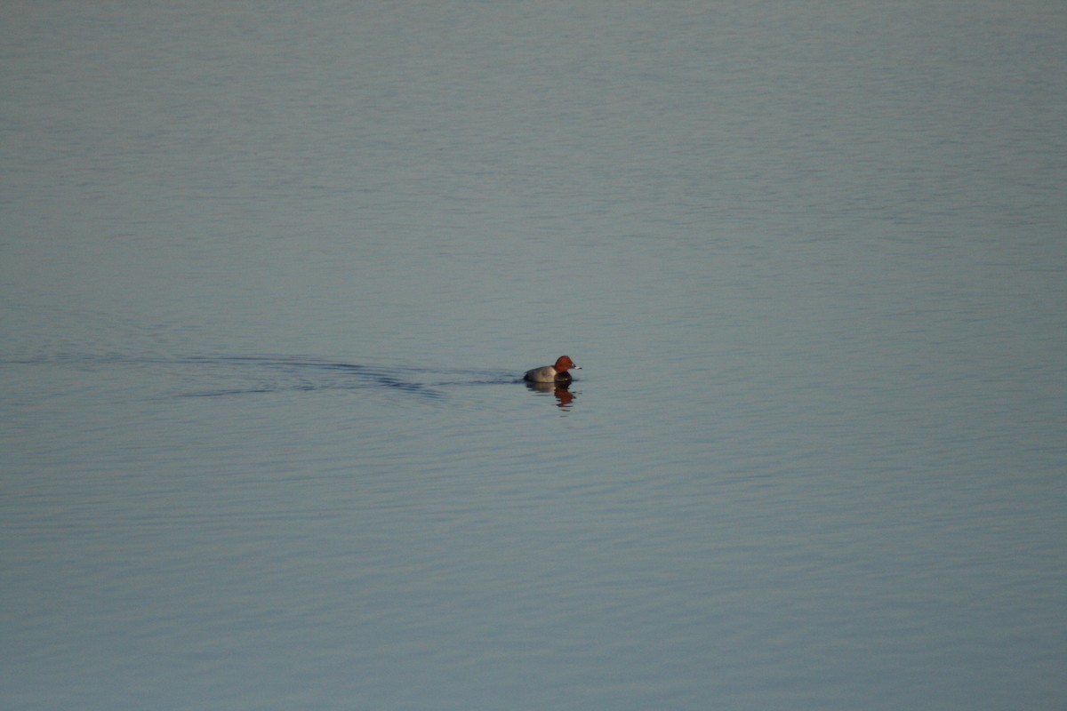 紅頭潛鴨 - ML646789695