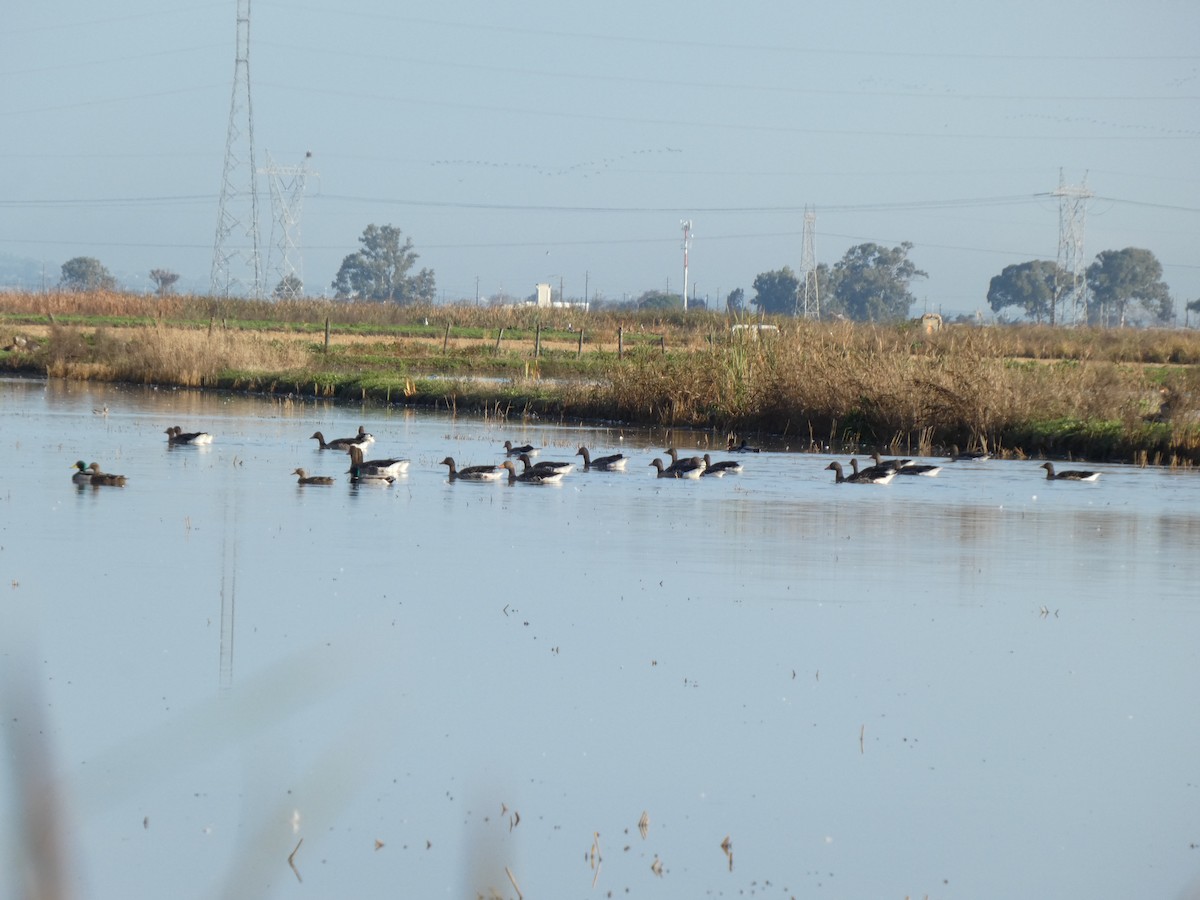 Oca selvatica - ML646789698