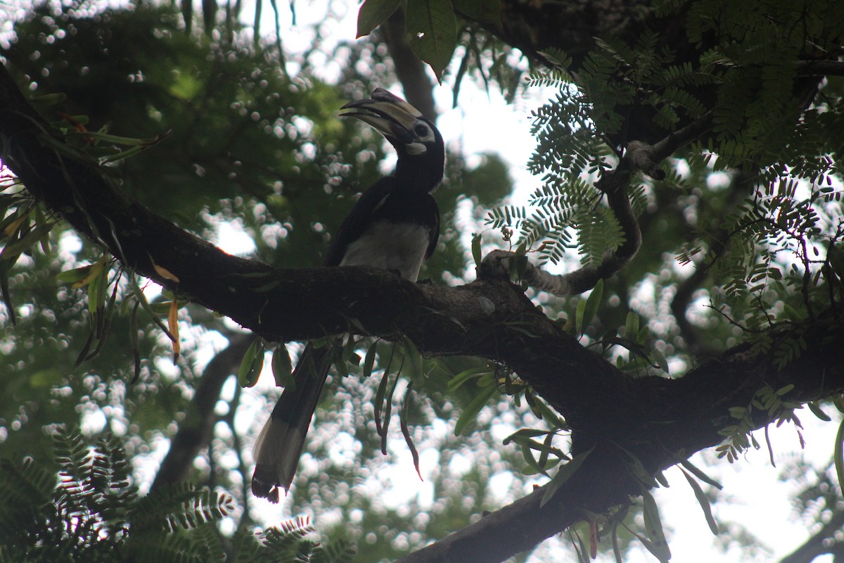 Oriental Pied-Hornbill - ML646789699