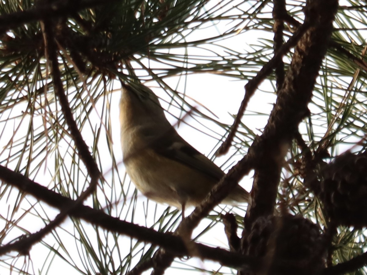Goldcrest - ML646789700