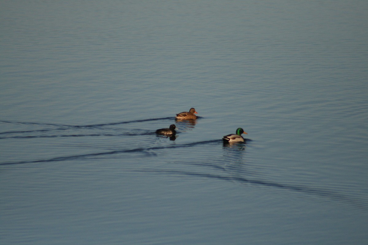 鳳頭潛鴨 - ML646789701