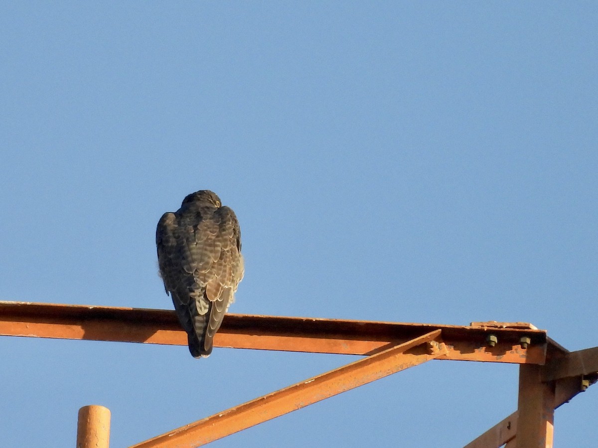 Сапсан - ML646789702