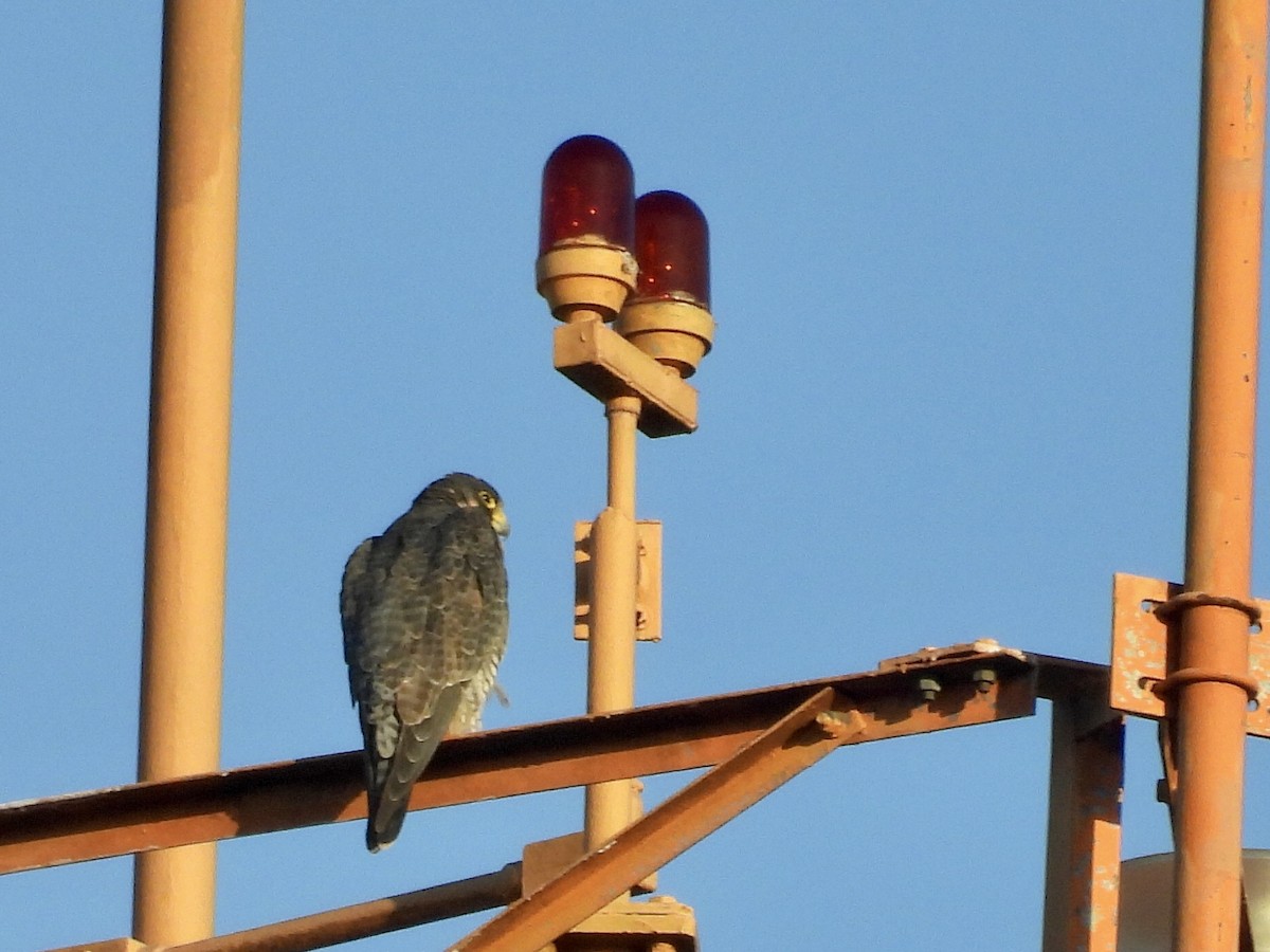 Сапсан - ML646789703