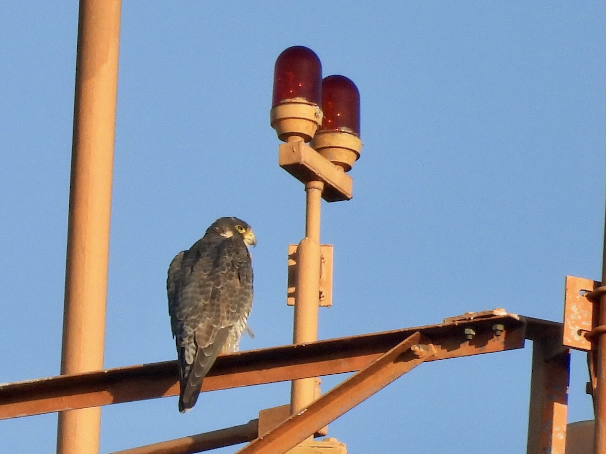 Сапсан - ML646789704