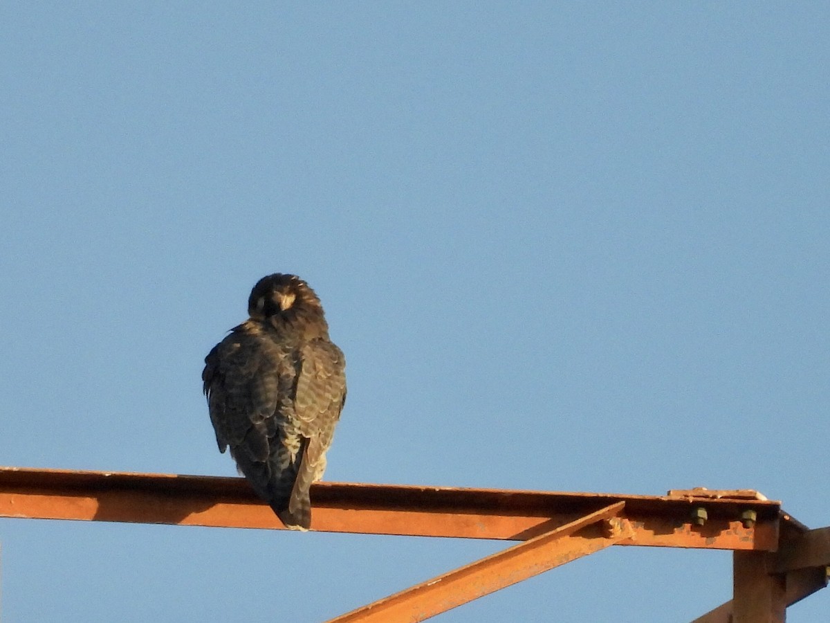 Сапсан - ML646789705