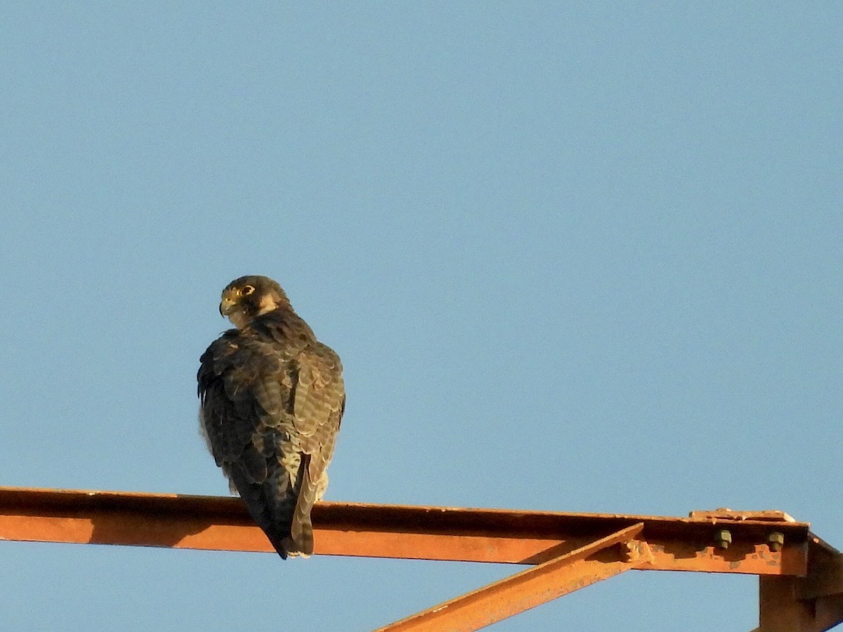 Сапсан - ML646789706