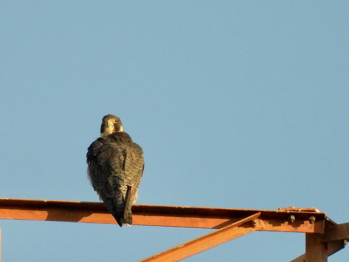 Сапсан - ML646789707