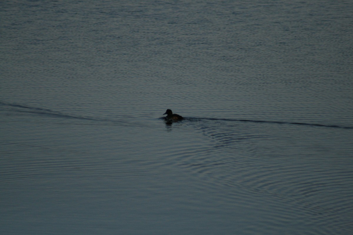 鳳頭潛鴨 - ML646789709