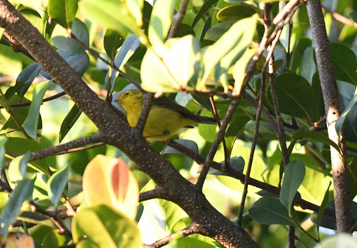 Wilson's Warbler - ML646789710