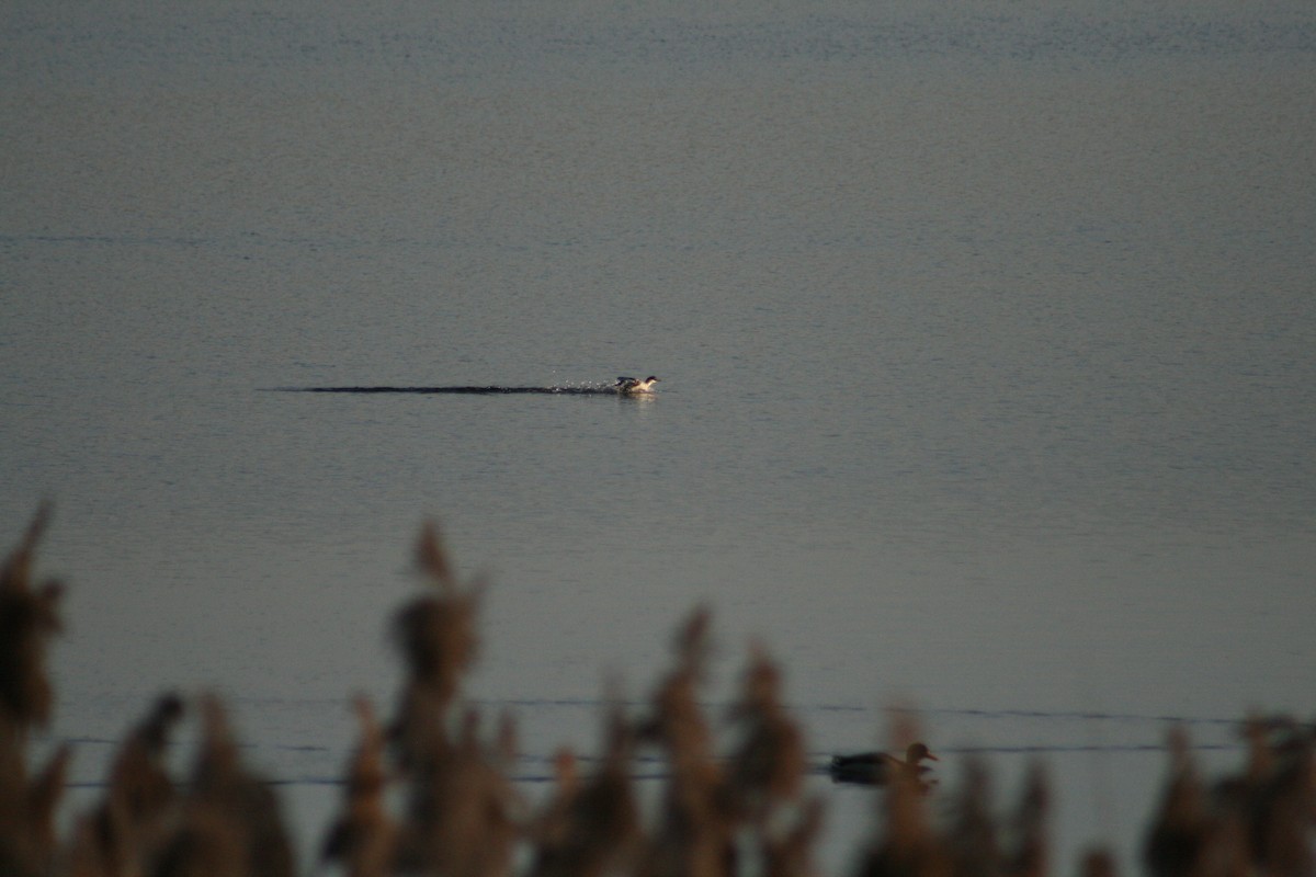 白秋沙 - ML646789711