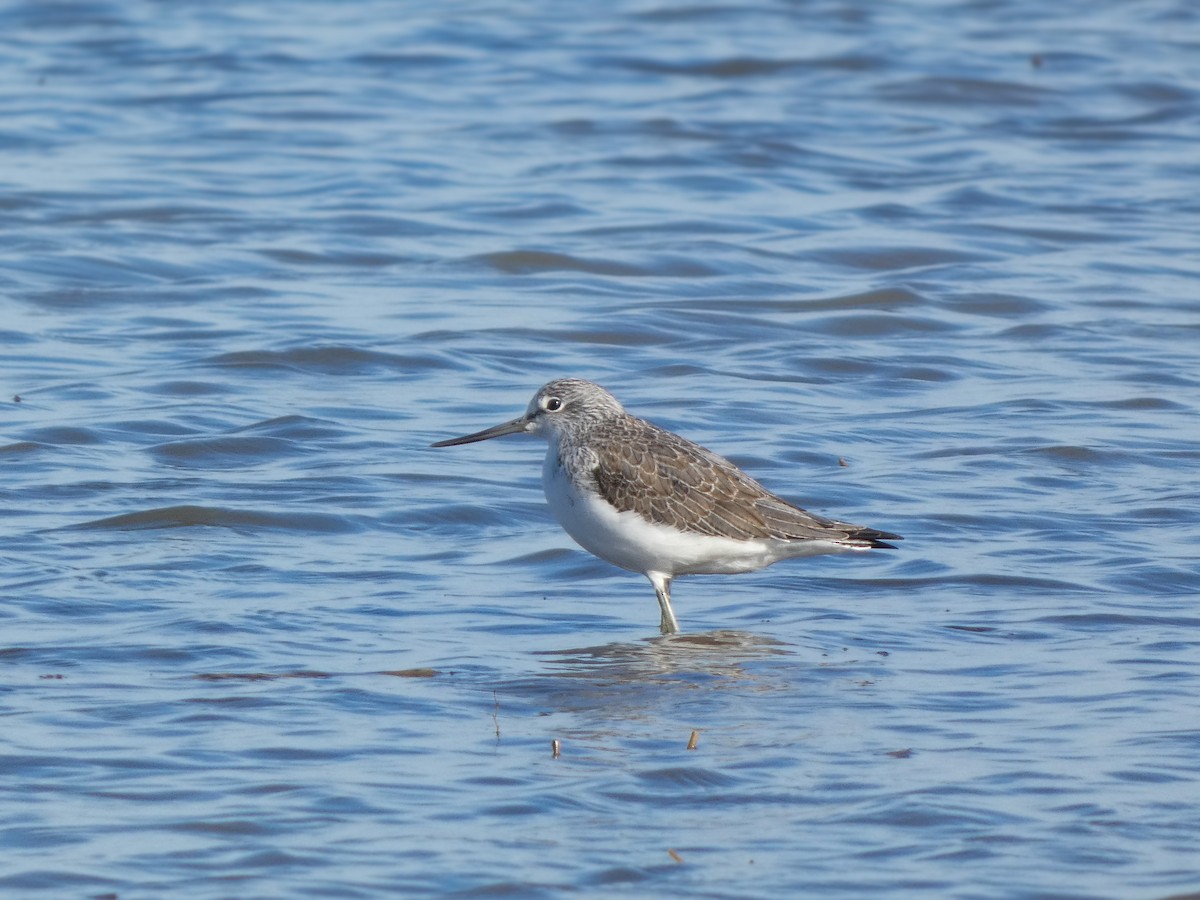 Common Greenshank - ML646789712