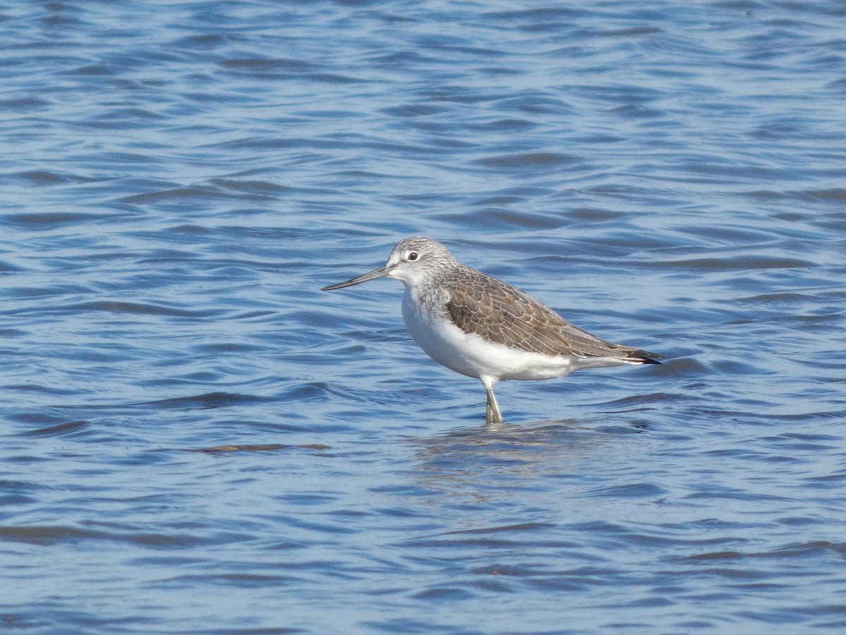 Common Greenshank - ML646789713