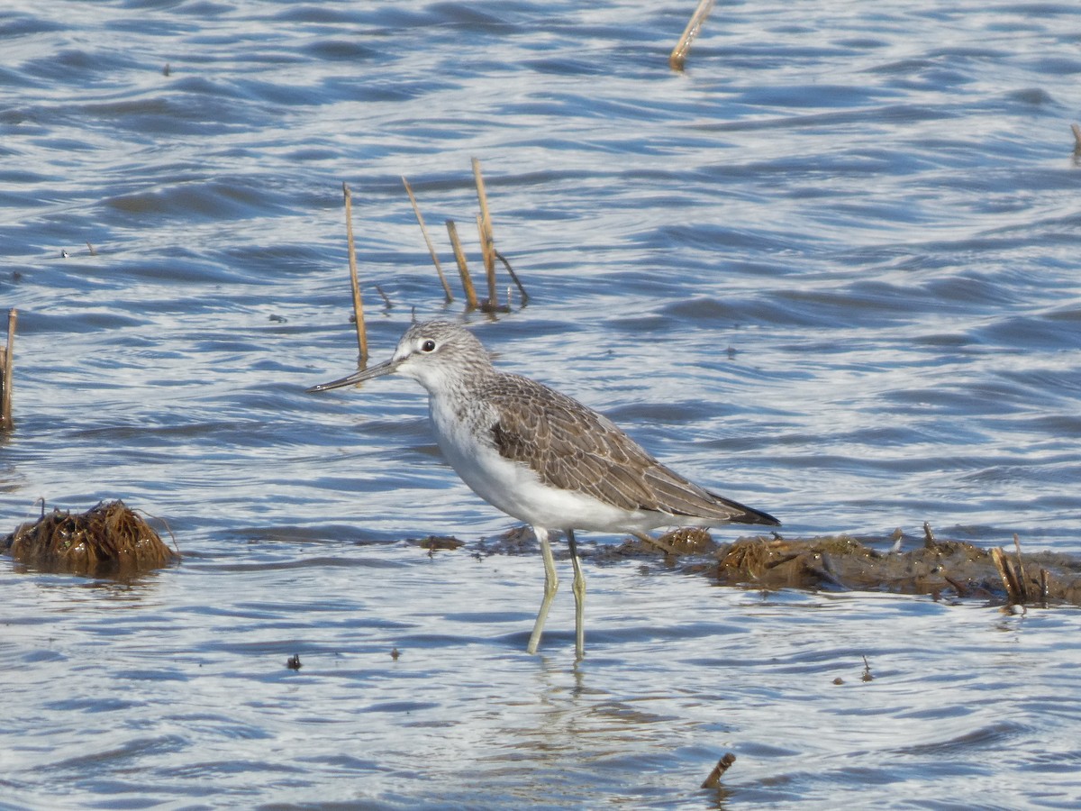 Common Greenshank - ML646789714