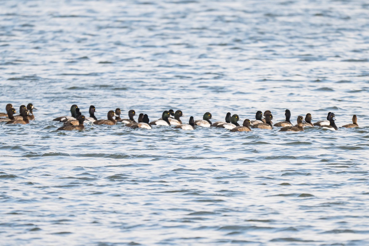 Морская чернеть - ML646789720