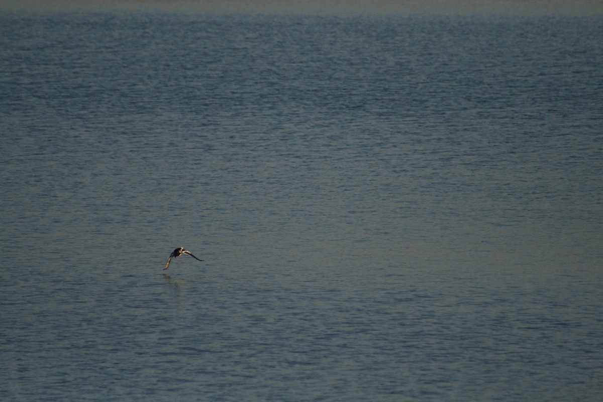 白秋沙 - ML646789721