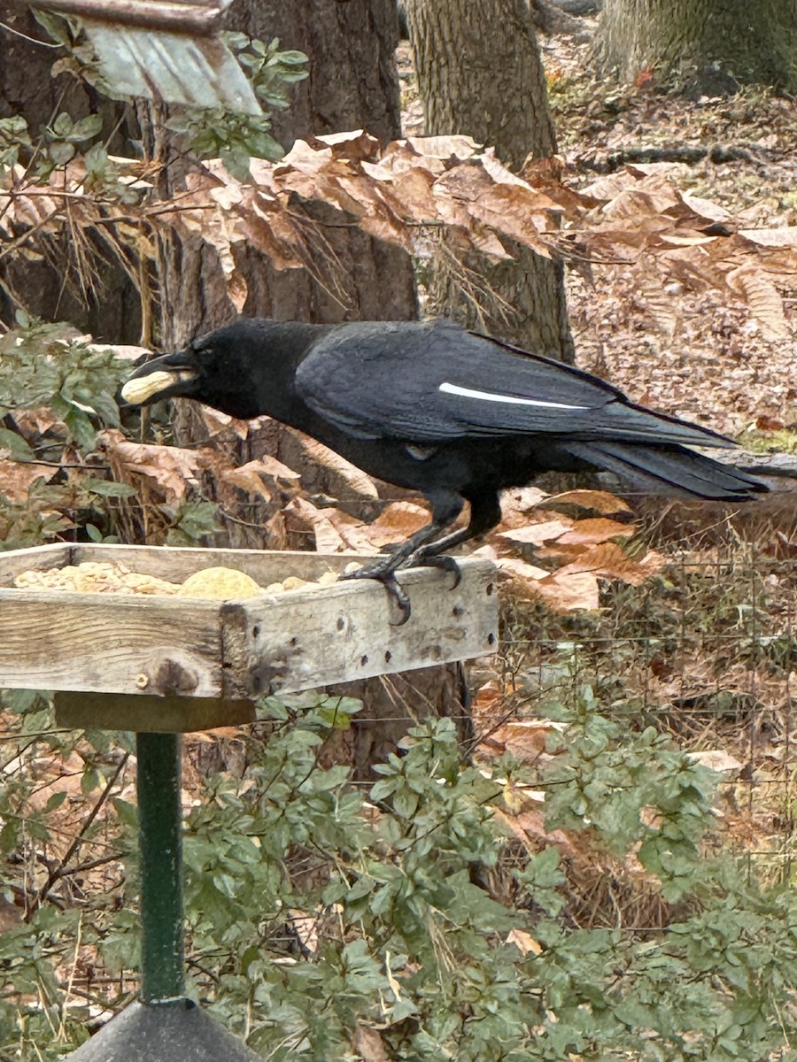 American Crow - ML646789722