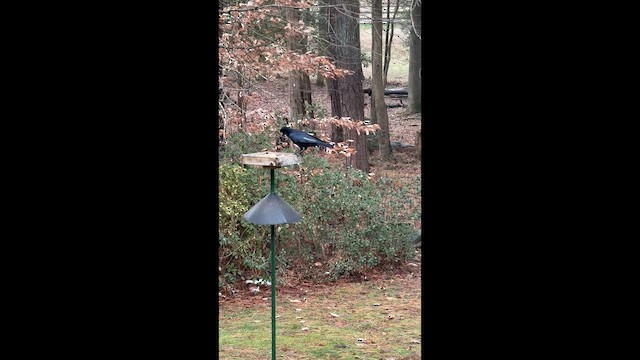 American Crow - ML646789723