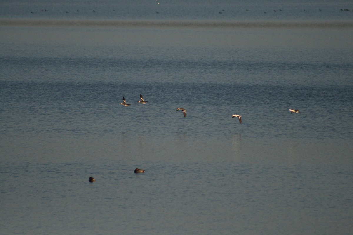 白秋沙 - ML646789724