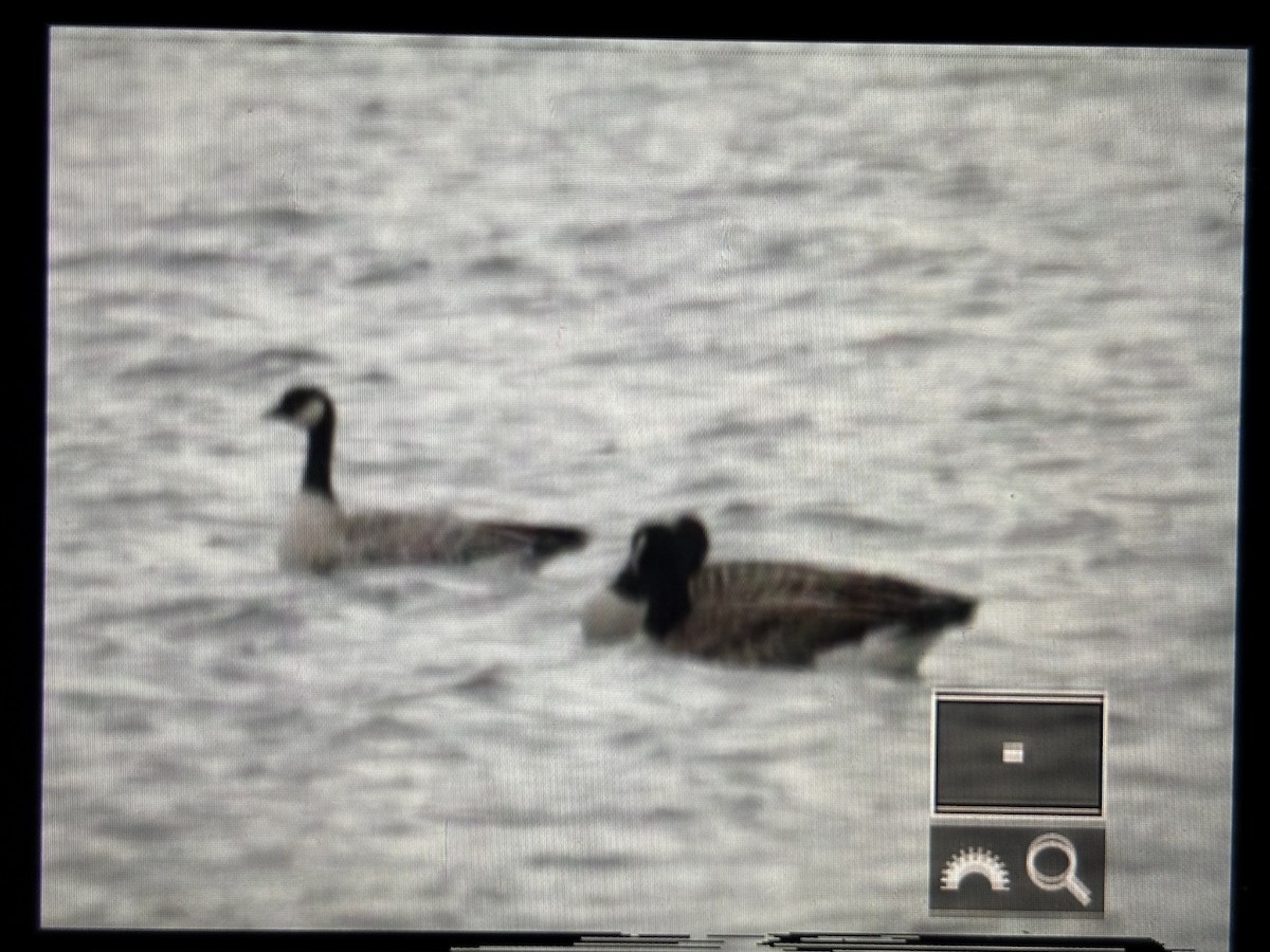 Cackling Goose - ML646789726