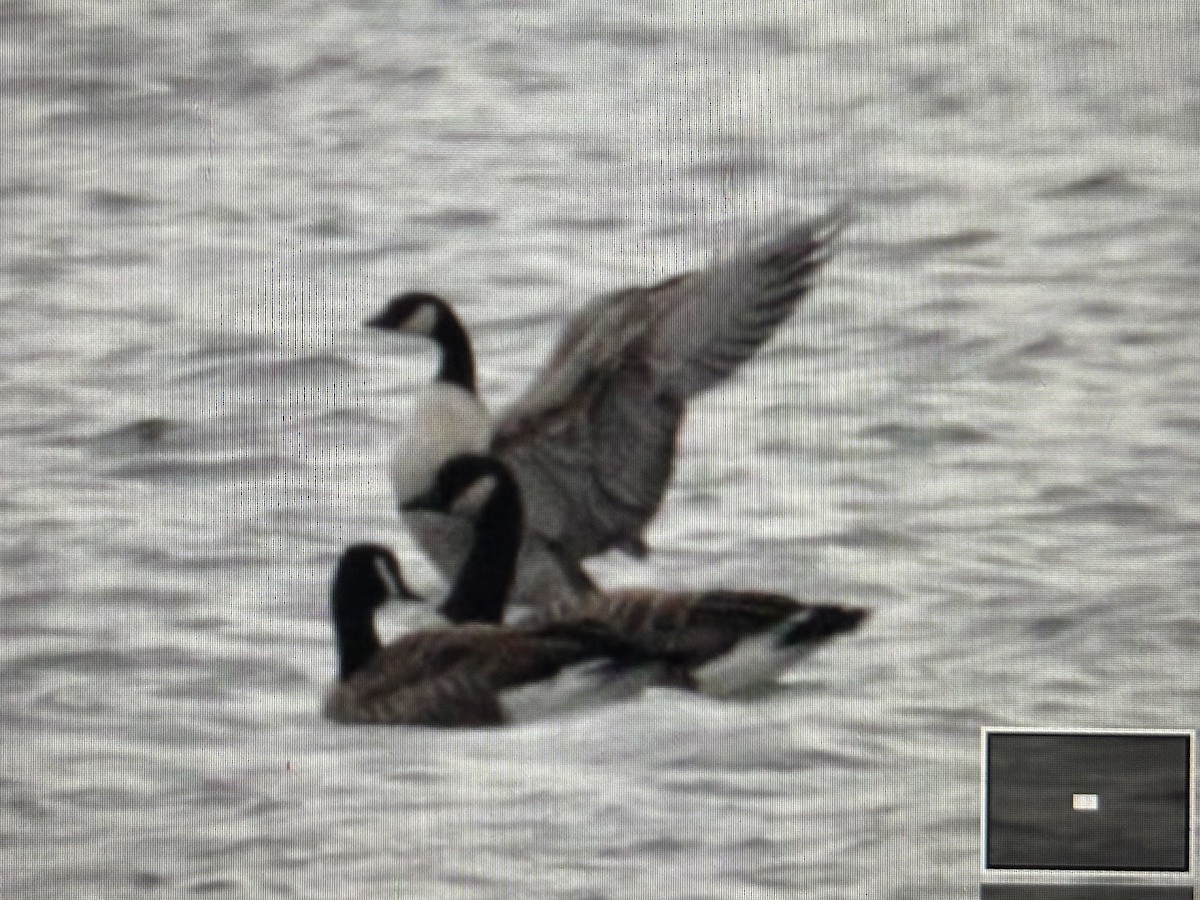 Cackling Goose - ML646789727