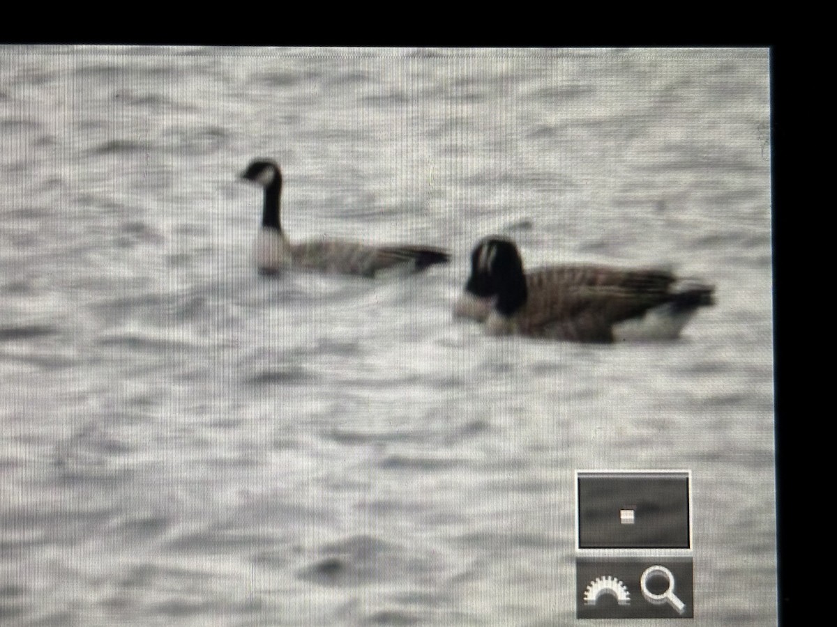 Cackling Goose - ML646789728