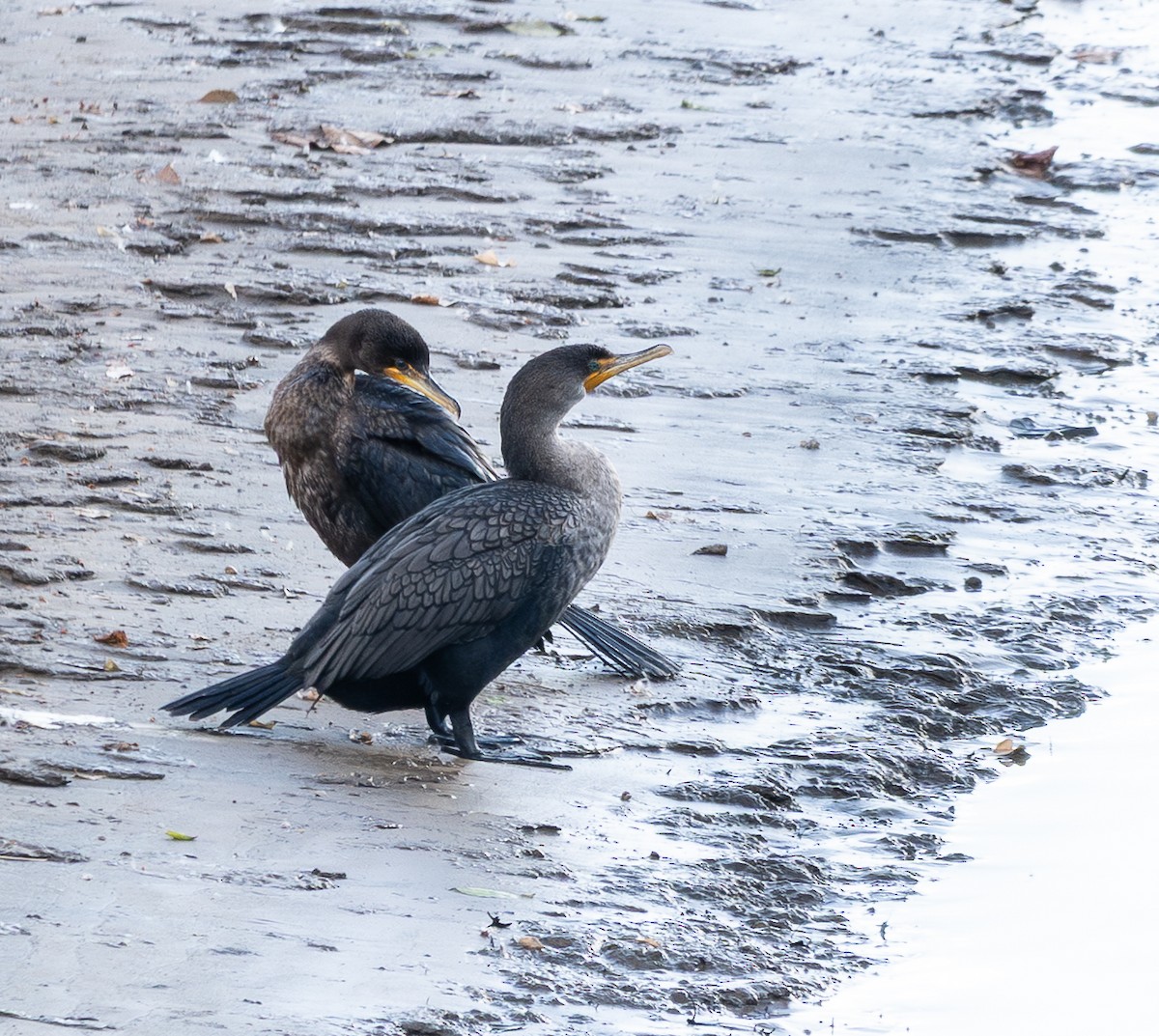 kormorán ušatý - ML646789730